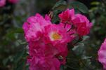 Antares ® rose photo