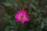 Antares ® rose photo