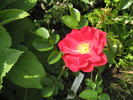 Balsgårds Balder rose photo