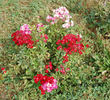 Cerveny kriz rose photo