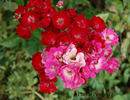 Cerveny kriz rose photo