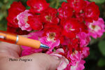 Cerveny kriz rose photo
