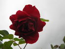 Black Ice rose photo