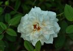 Dove rose photo