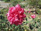 Comtesse Festetics Hamilton rose photo