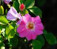 Candy Rose ® rose photo
