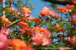 Beautiful Sunrise rose photo