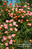 Beautiful Sunrise rose photo