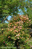 Beautiful Sunrise rose photo