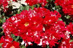 Topsy Turvy ™ rose photo
