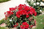 Topsy Turvy ™ rose photo