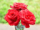 Memphis King ™ rose photo