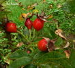 Red Rugostar ® rose photo