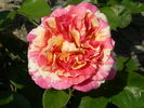Rosita Missoni ® rose photo