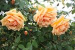 Souvenir de Madame Boullet, Cl. rose photo