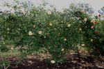 Souvenir de Madame Boullet, Cl. rose photo