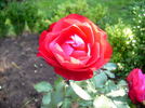 Blickfang rose photo