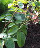 Balsgårds Balder rose photo