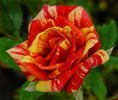 Earthquake ™ rose photo
