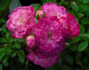 Elfinglo rose photo