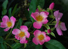 Françoise Drion rose photo