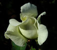 White Masterpiece rose photo