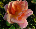 Gee Whiz rose photo