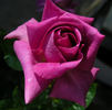 Plum Crazy rose photo
