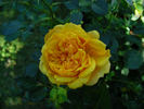 Gingerbread Man rose photo