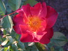 Tootsie's Lounge rose photo