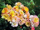 Linnaeus™ rose photo