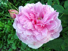 Mistress Quickly rose photo