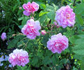 Mistress Quickly rose photo