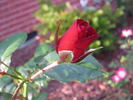 Tootsie's Lounge rose photo