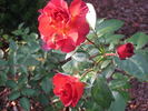 Tootsie's Lounge rose photo