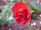 Tootsie's Lounge rose photo