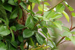 Dorcas rose photo