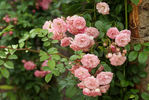Dorcas rose photo