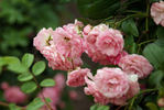 Dorcas rose photo