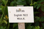 Dorcas rose photo