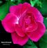 Maurice Bernardin rose photo