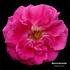 Maurice Bernardin rose photo