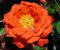 Torch of Liberty rose photo