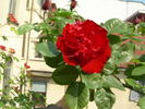 Révolution Française rose photo
