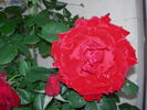 Révolution Française rose photo