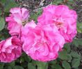 Neon Lights rose photo