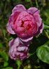 Heather Austin rose photo