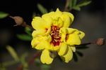Tigris rose photo