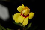 Tigris rose photo
