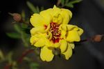 Tigris rose photo